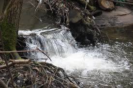 Rezerwat przyrody Kacze Łęgi